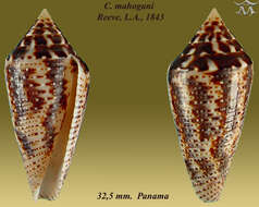 Image of Conasprella mahogani (Reeve 1843)