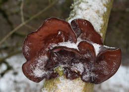 Image of ear fungus