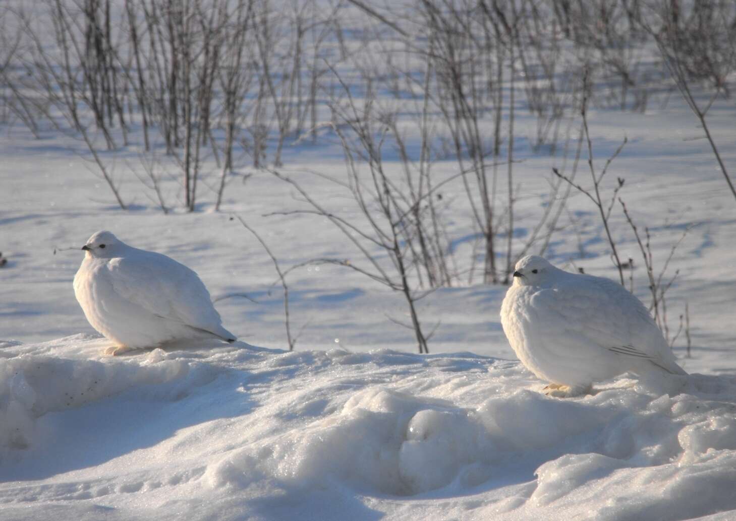 Image of Willow Grouse and Red Grouse