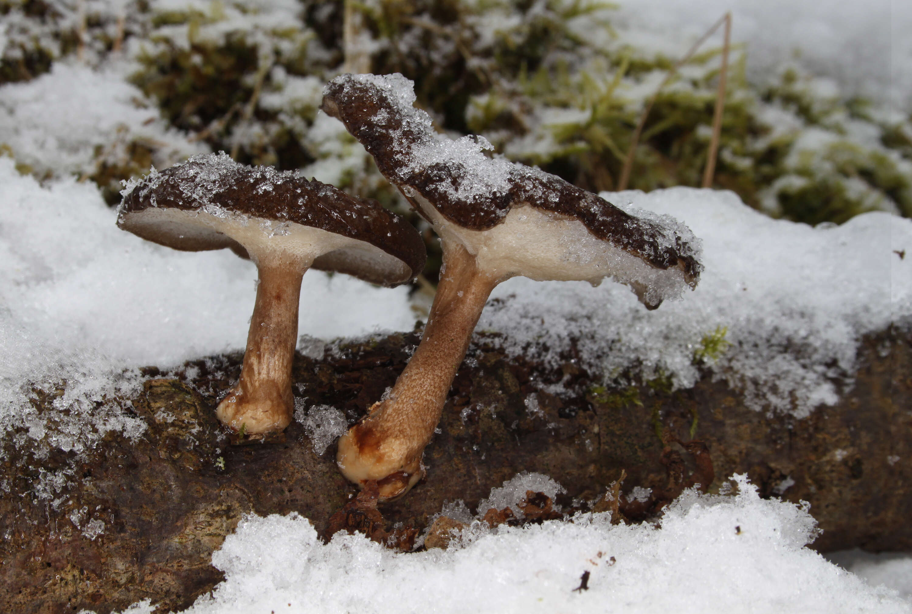 Image of Lentinus brumalis (Pers.) Zmitr. 2010