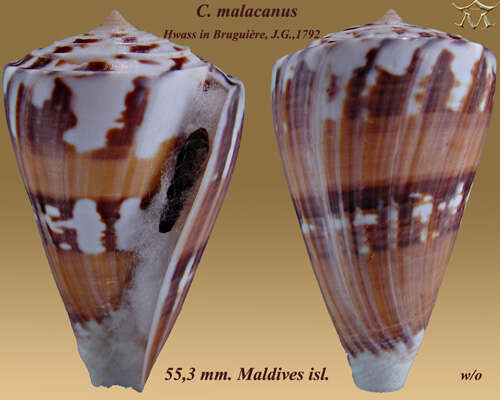 Image of Malacca Cone