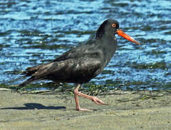 Image of African Black Oystercatcher