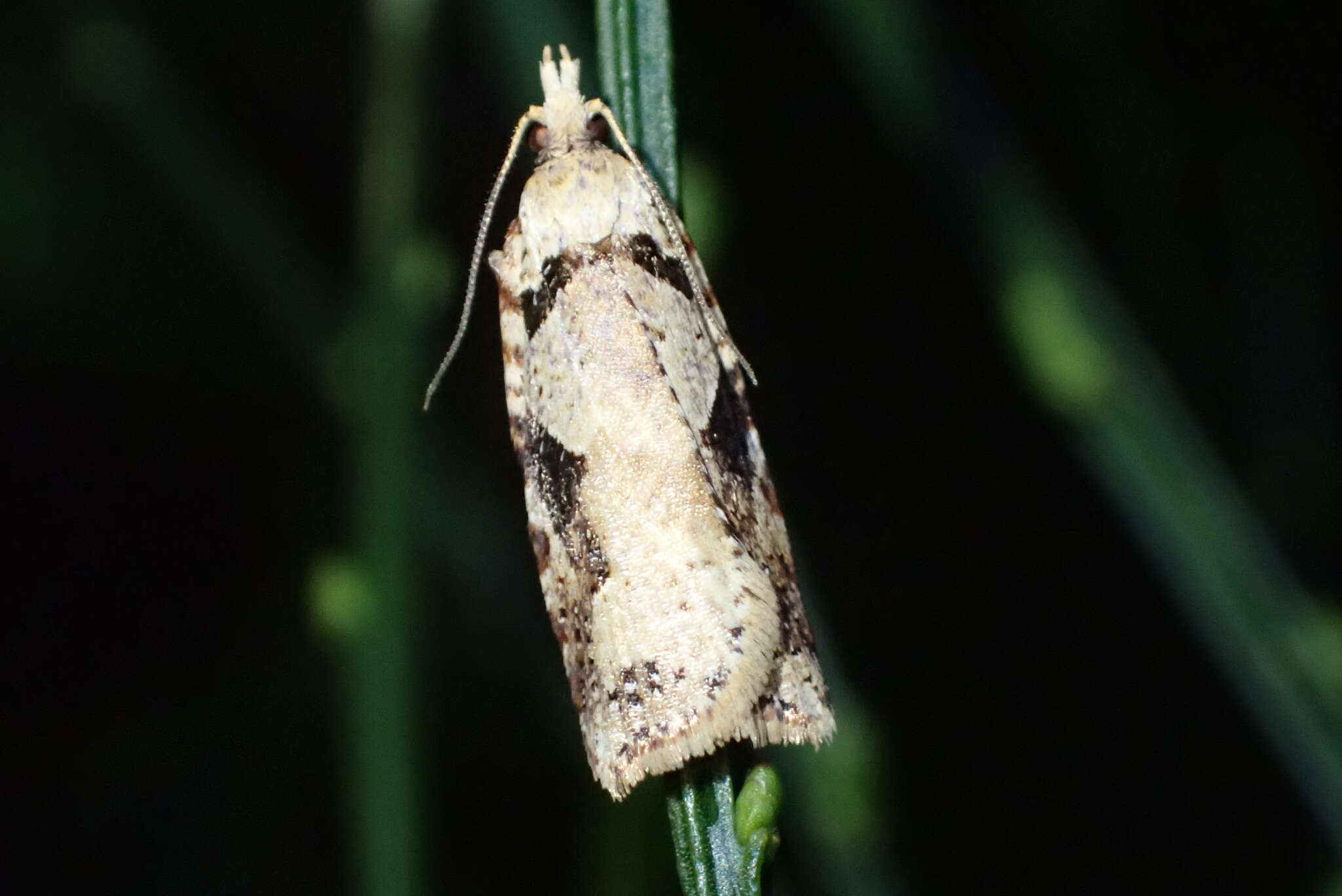 Image of brownheaded leafroller