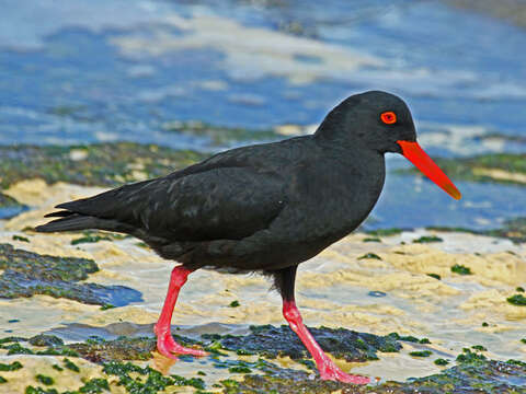 Image of African Black Oystercatcher