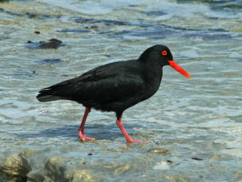 Image of African Black Oystercatcher