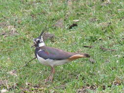 Image of Lapwing