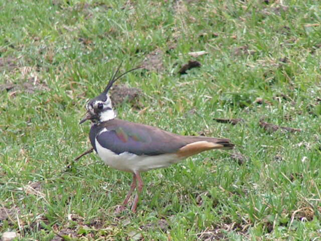 Image of Lapwing