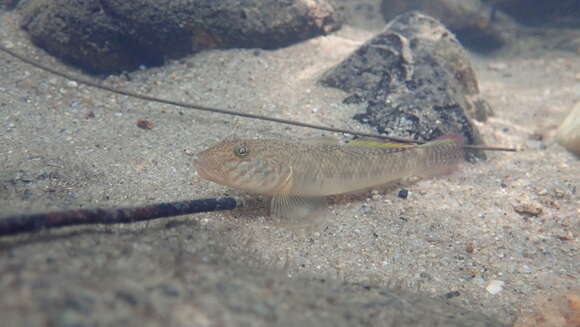 Слика од Rhinogobius similis Gill 1859