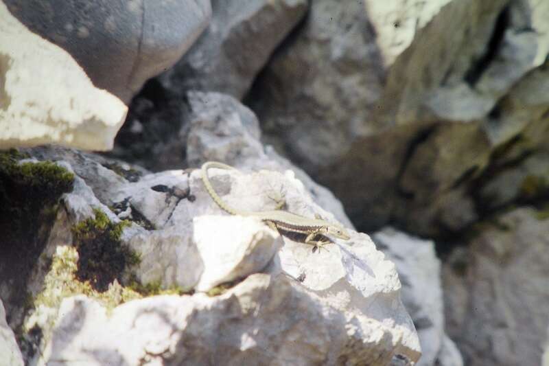 Image of Horvath's rock lizard