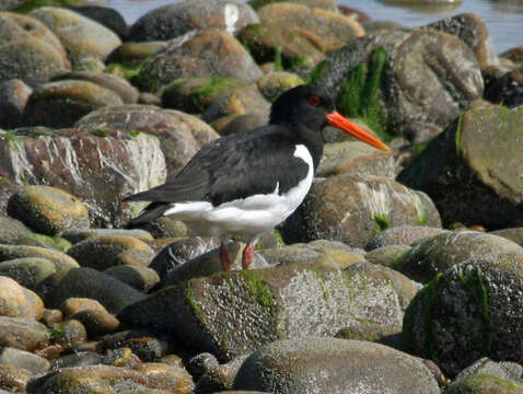 Image of oystercatcher, eurasian oystercatcher