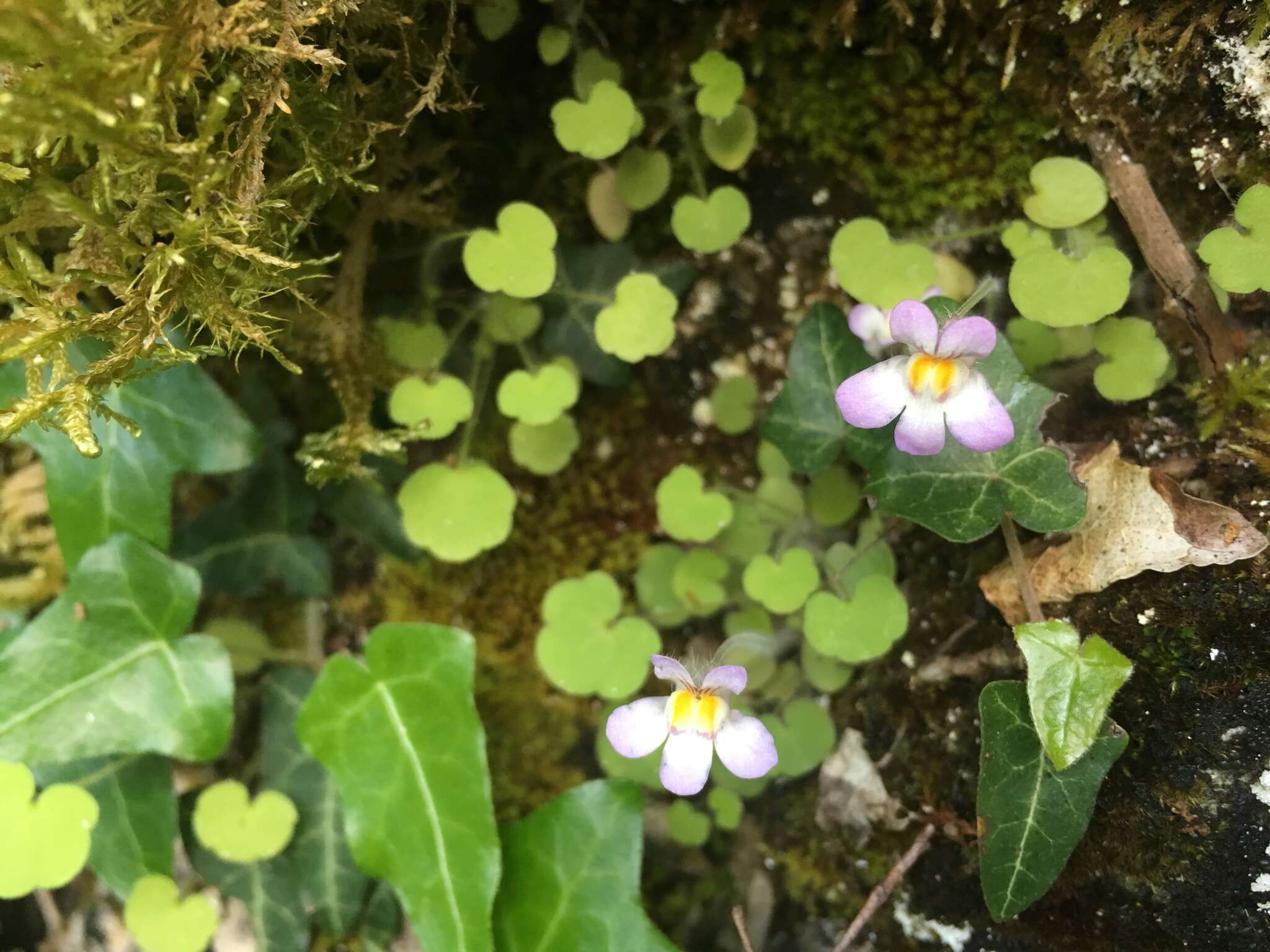 Image de Cymbalaria microcalyx subsp. ebelii (Cuf.) Cuf.