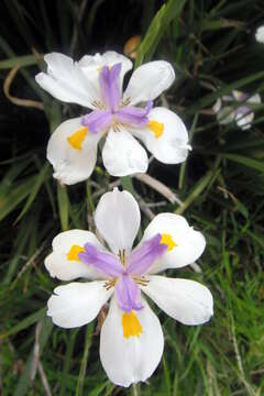 Image of Wild iris