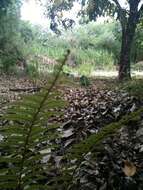 Image of Asian sword fern