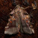 Clydonopteron sacculana Bosc 1800 resmi