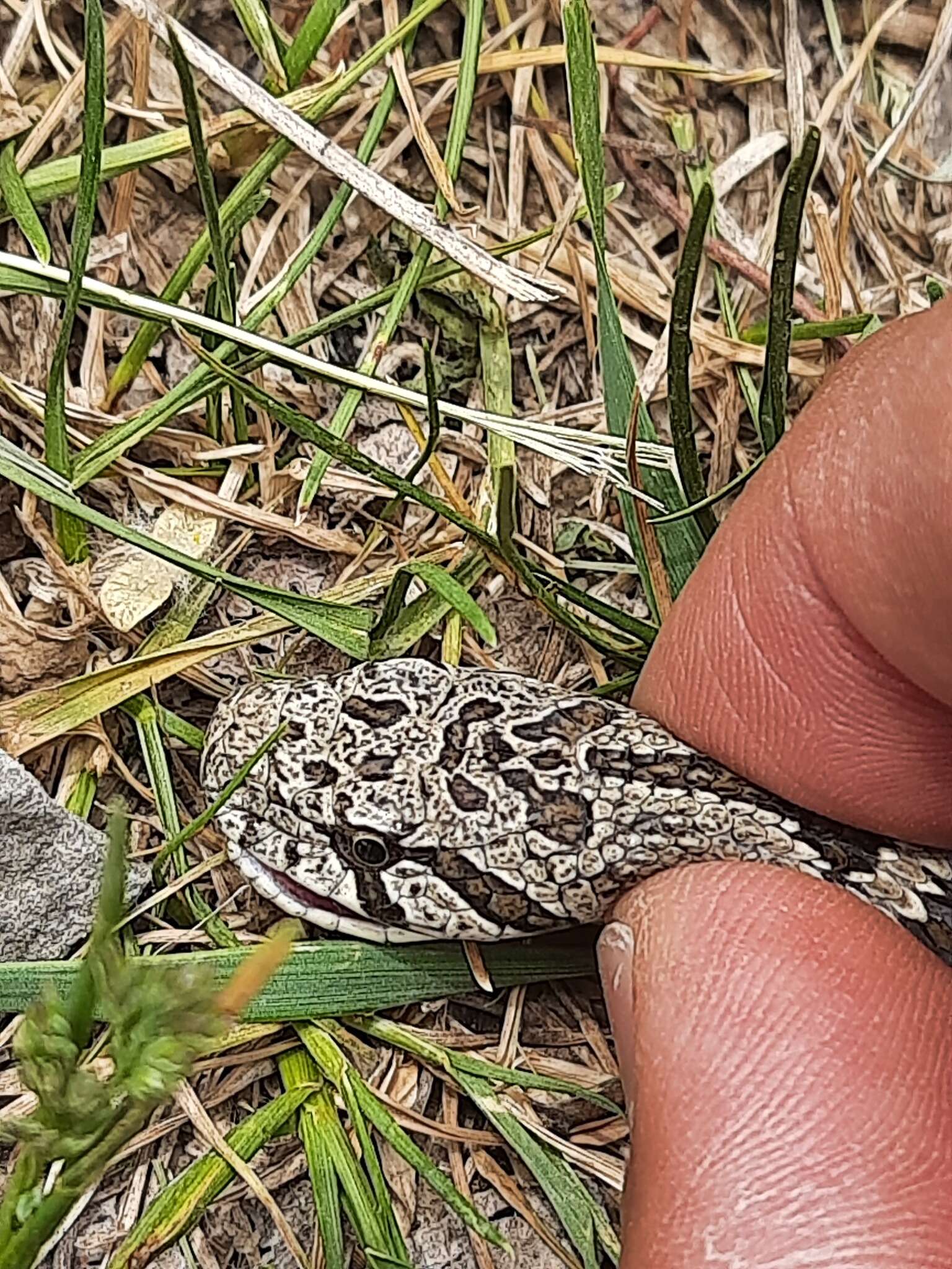 Image of Spotted Wipe Snake