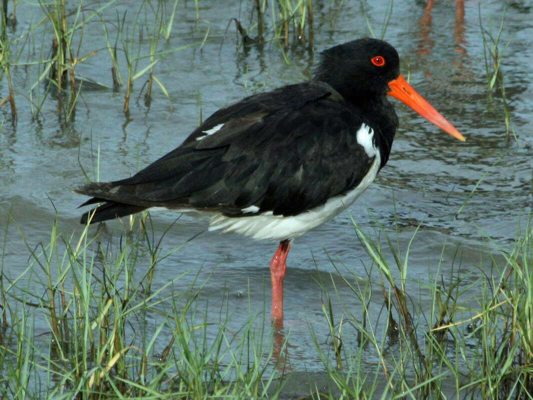 Image of Australian Pied Oystercatcher