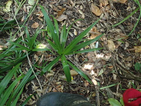 Plancia ëd Chlorophytum comosum (Thunb.) Jacques