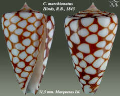 Image of Conus marchionatus Hinds 1843