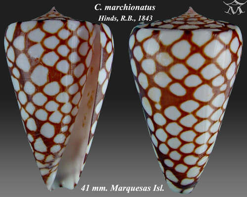 Image of Conus marchionatus Hinds 1843