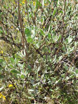 Image of Nevada City buckwheat