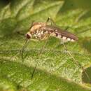 Image of Aedes sticticus (Meigen 1835)