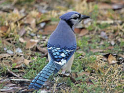 Image of Blue Jay