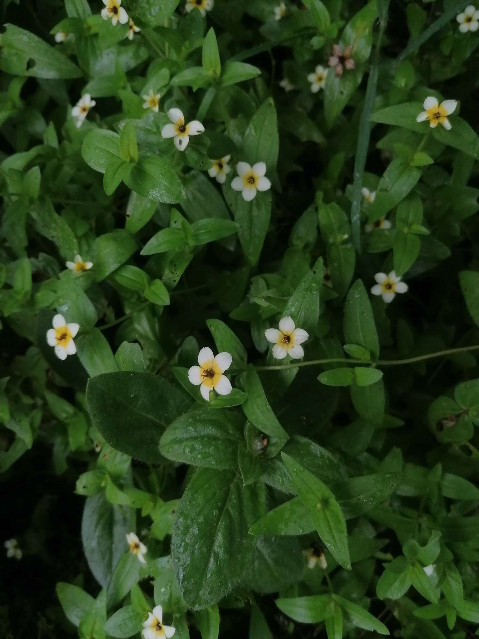 Image of Zinnia flavicoma (DC.) Olorode & A. M. Torres