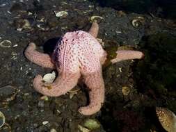 Image of Giant Pink Sea Star