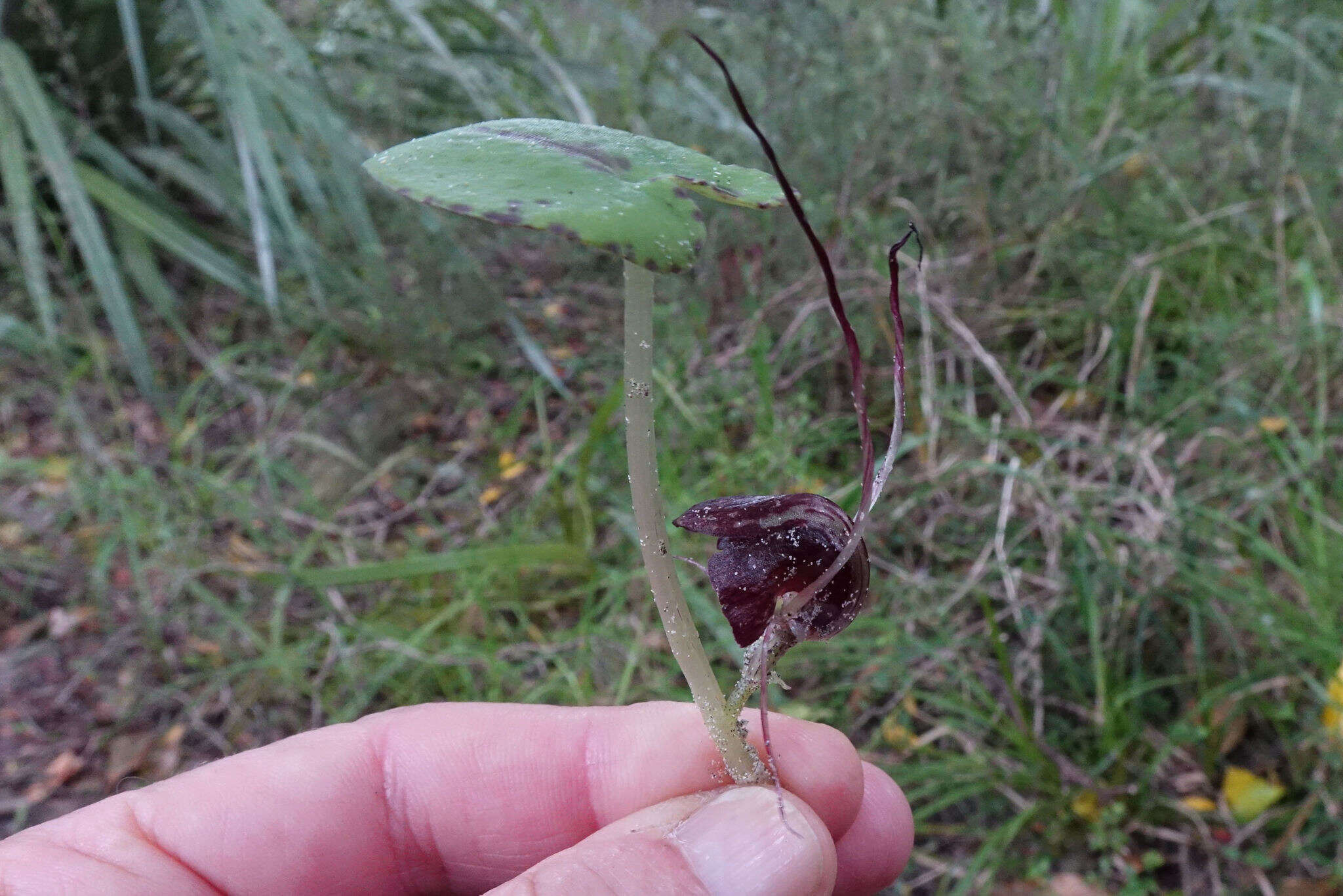 Image of Corybas macranthus (Hook. fil.) Rchb. fil.