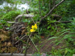 Image of Geum spurium Fisch. & C. A. Mey.