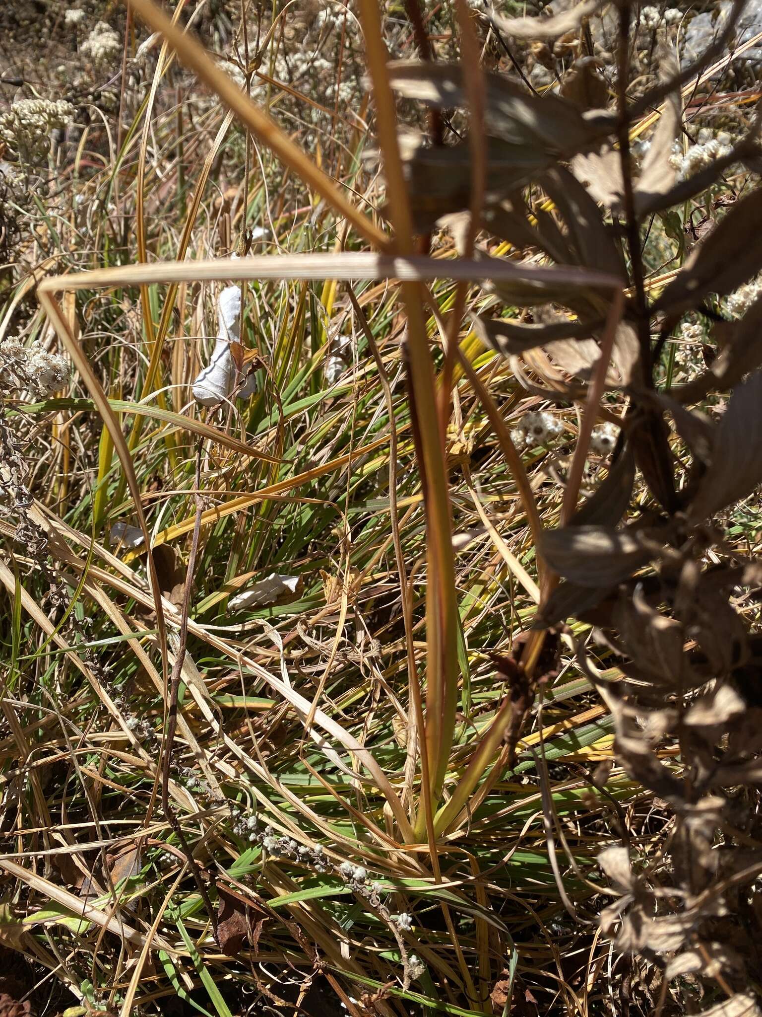 Image of Himalaya onion