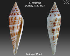 Image of Conasprella mcgintyi (Pilsbry 1955)