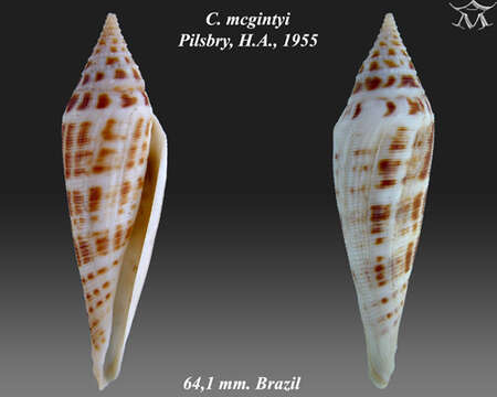 Image of Conasprella mcgintyi (Pilsbry 1955)