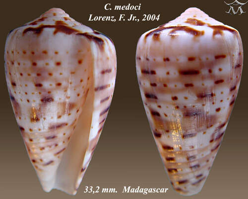 Image of Conus medoci Lorenz 2004