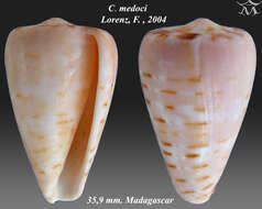 Image of Conus medoci Lorenz 2004