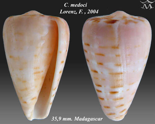 Image of Conus medoci Lorenz 2004