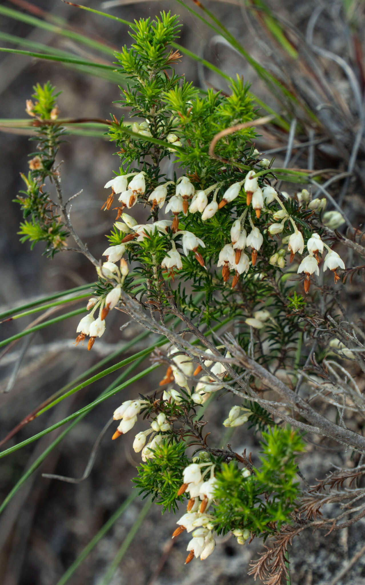 Imagem de Erica penicilliformis Salisb.