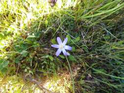 Image of dwarf brodiaea