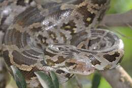 Image of Asiatic rock python