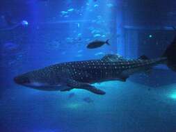 Image of whale sharks