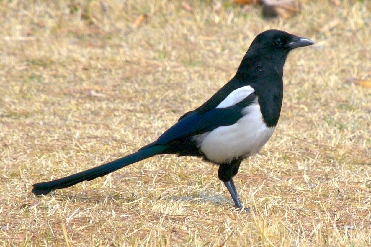 Image of Oriental Magpie