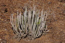 Image of Ceropegia dichotoma subsp. dichotoma