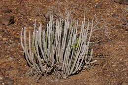 Plancia ëd Ceropegia dichotoma subsp. dichotoma