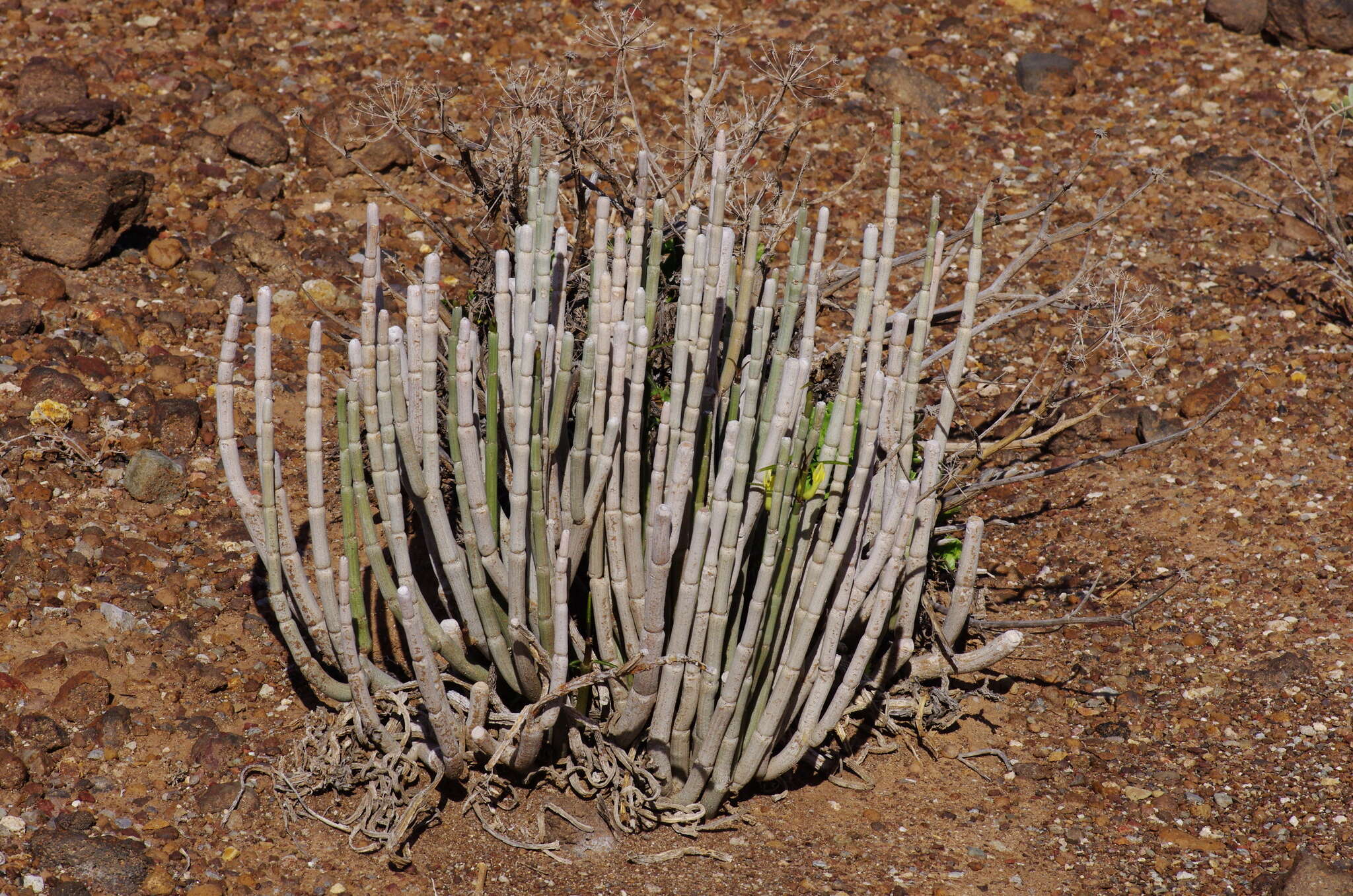 Plancia ëd Ceropegia dichotoma subsp. dichotoma