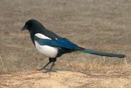 Image of Oriental Magpie