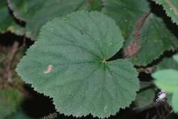 Image of Heuchera longipetala var. orizabensis (Hemsl.) R. A. Folk