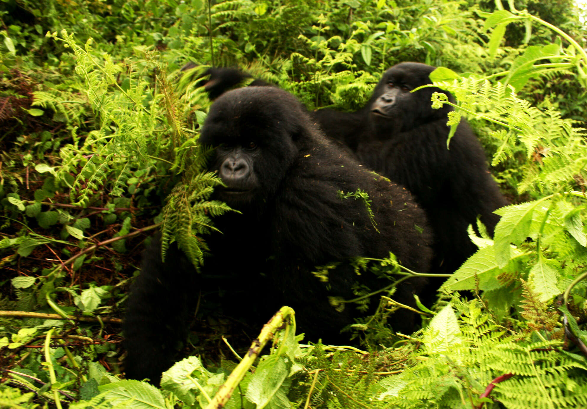 Image of Mountain Gorilla