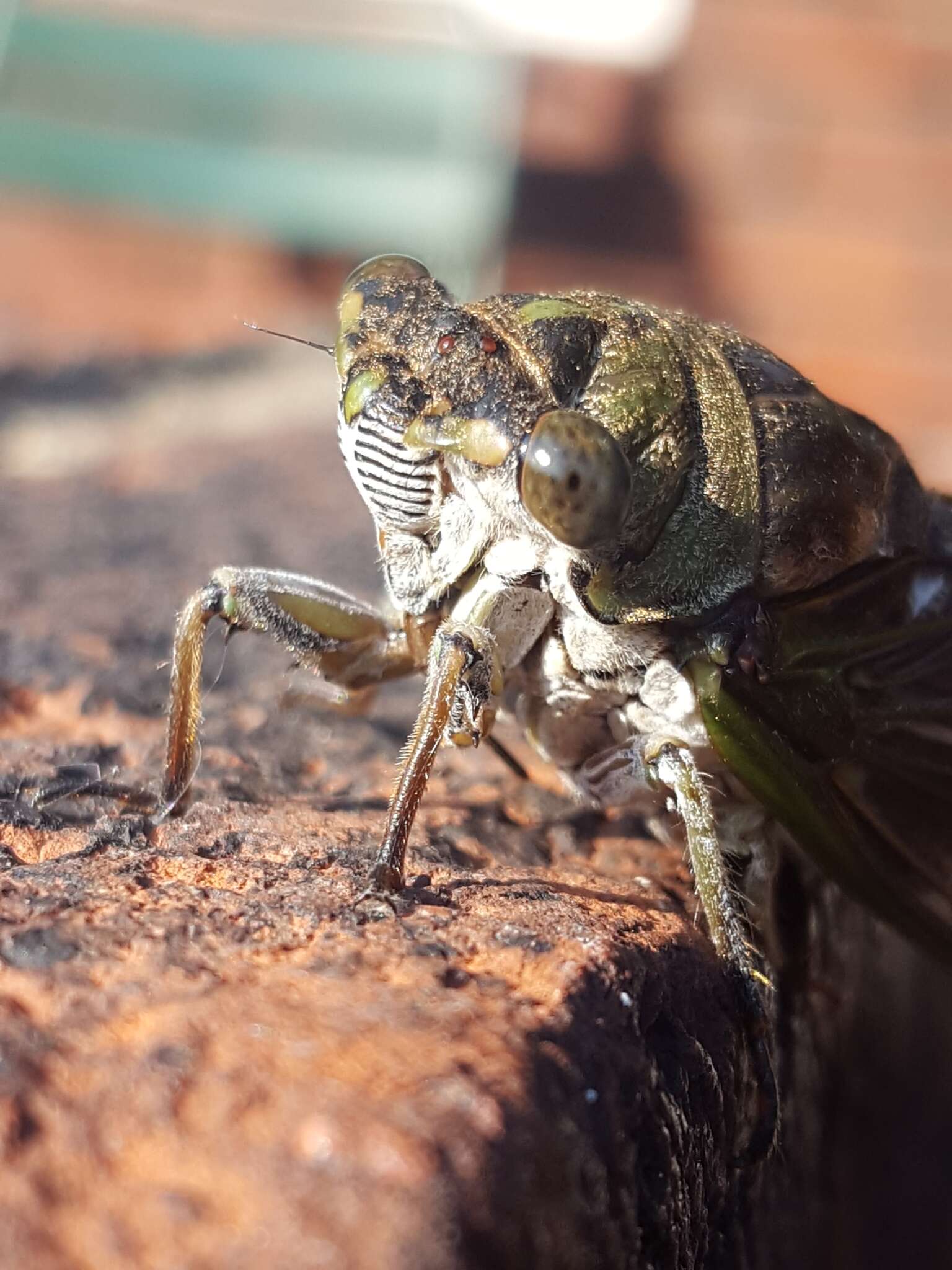 Image of Neotibicen winnemanna (Davis & W. T. 1912)