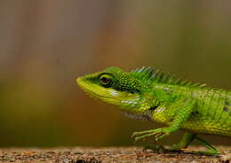 Image of Big Scaled Variable Lizard