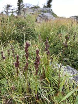 صورة Liatris helleri (Porter) Porter